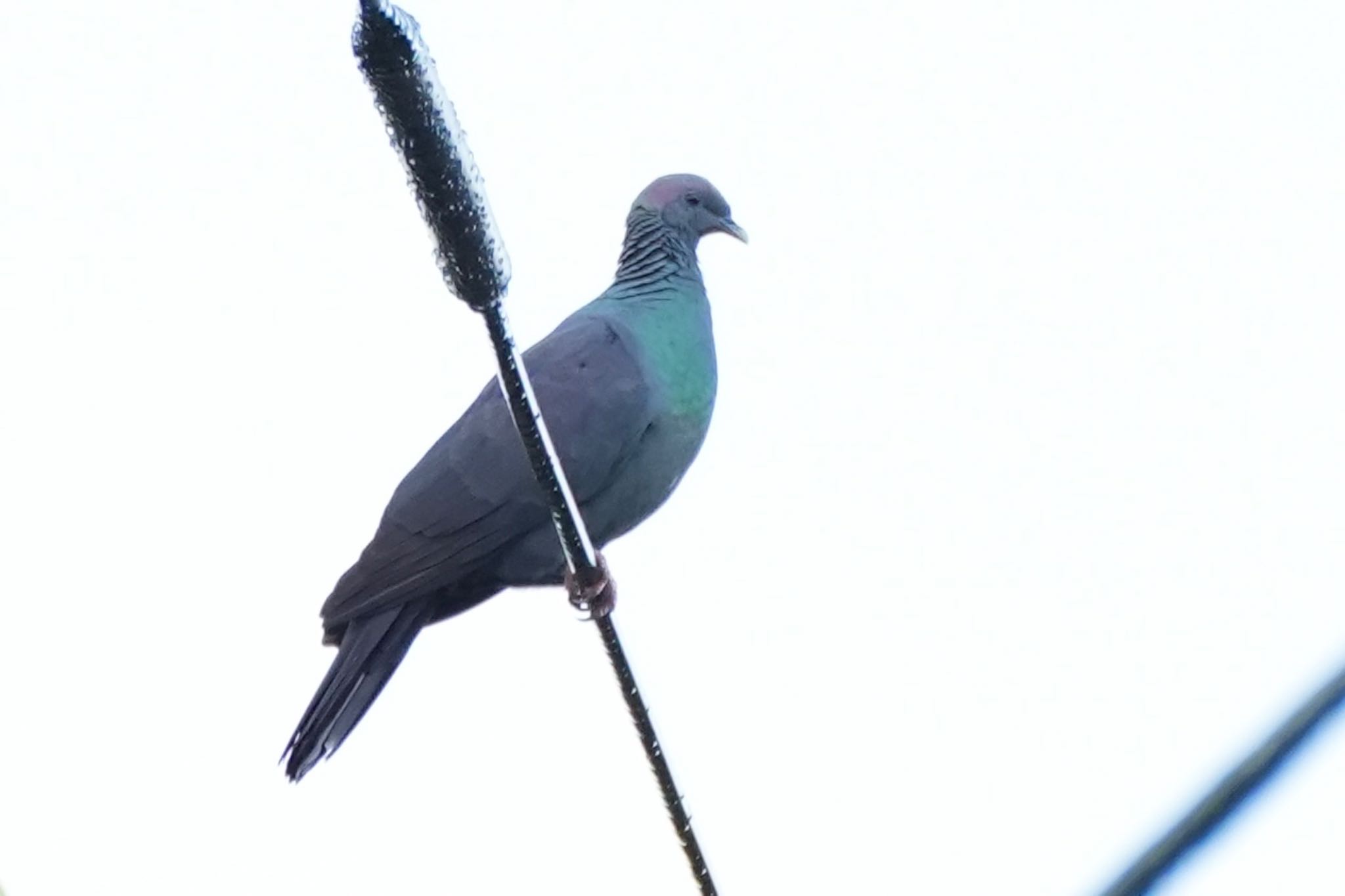 Black Wood Pigeon