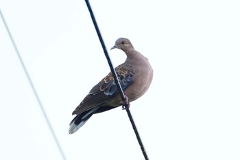 Oriental Turtle Dove(stimpsoni) 長雲峠(奄美大島) Thu, 9/21/2023