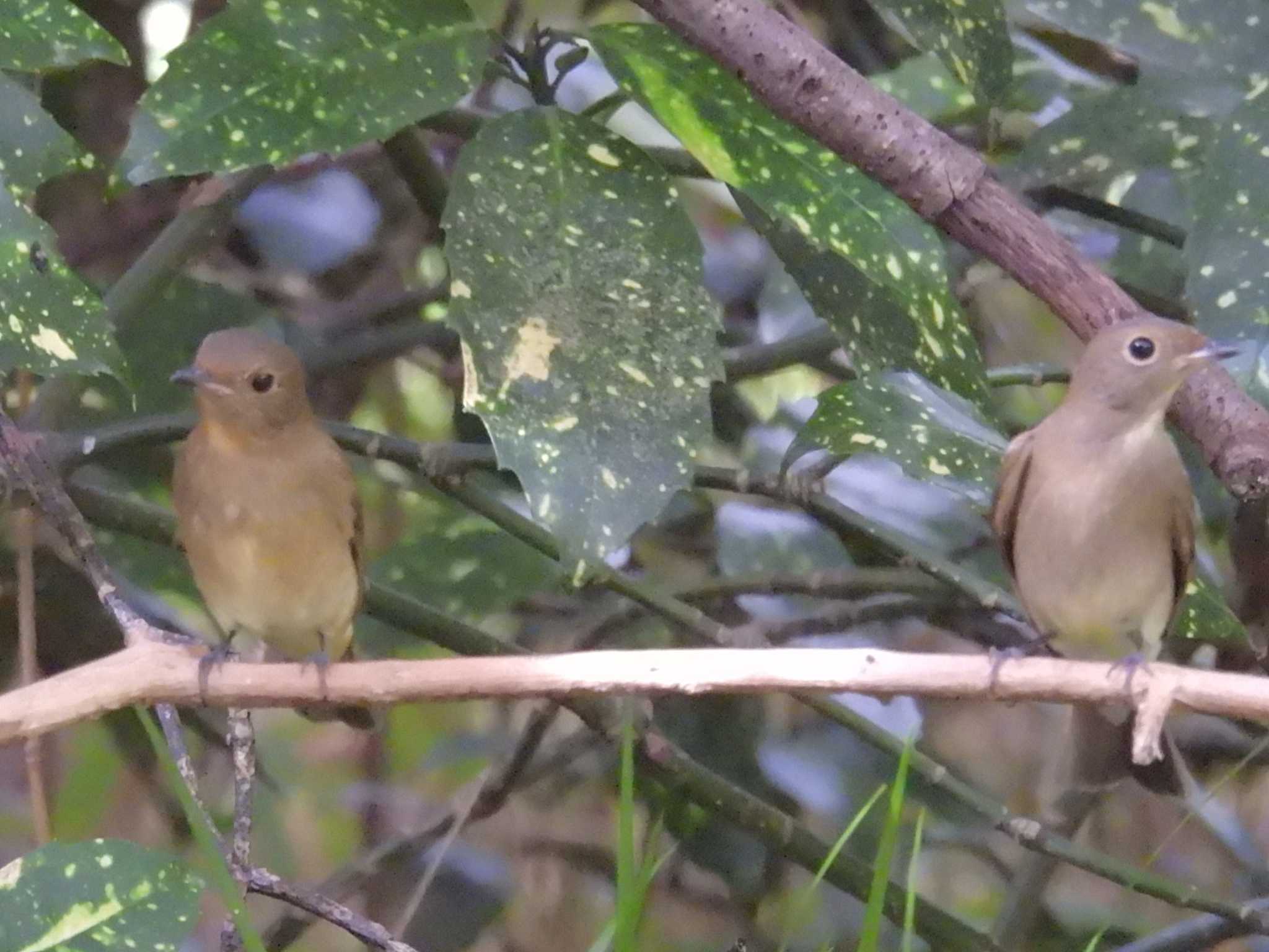 キビタキ♀とオオルリ♀比べ