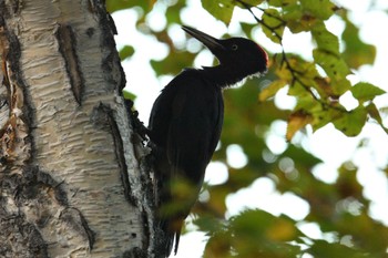 Black Woodpecker 大雪山国立公園(北海道) Sat, 9/23/2023