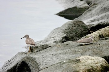 Grey-tailed Tattler KR公園 Thu, 9/13/2018