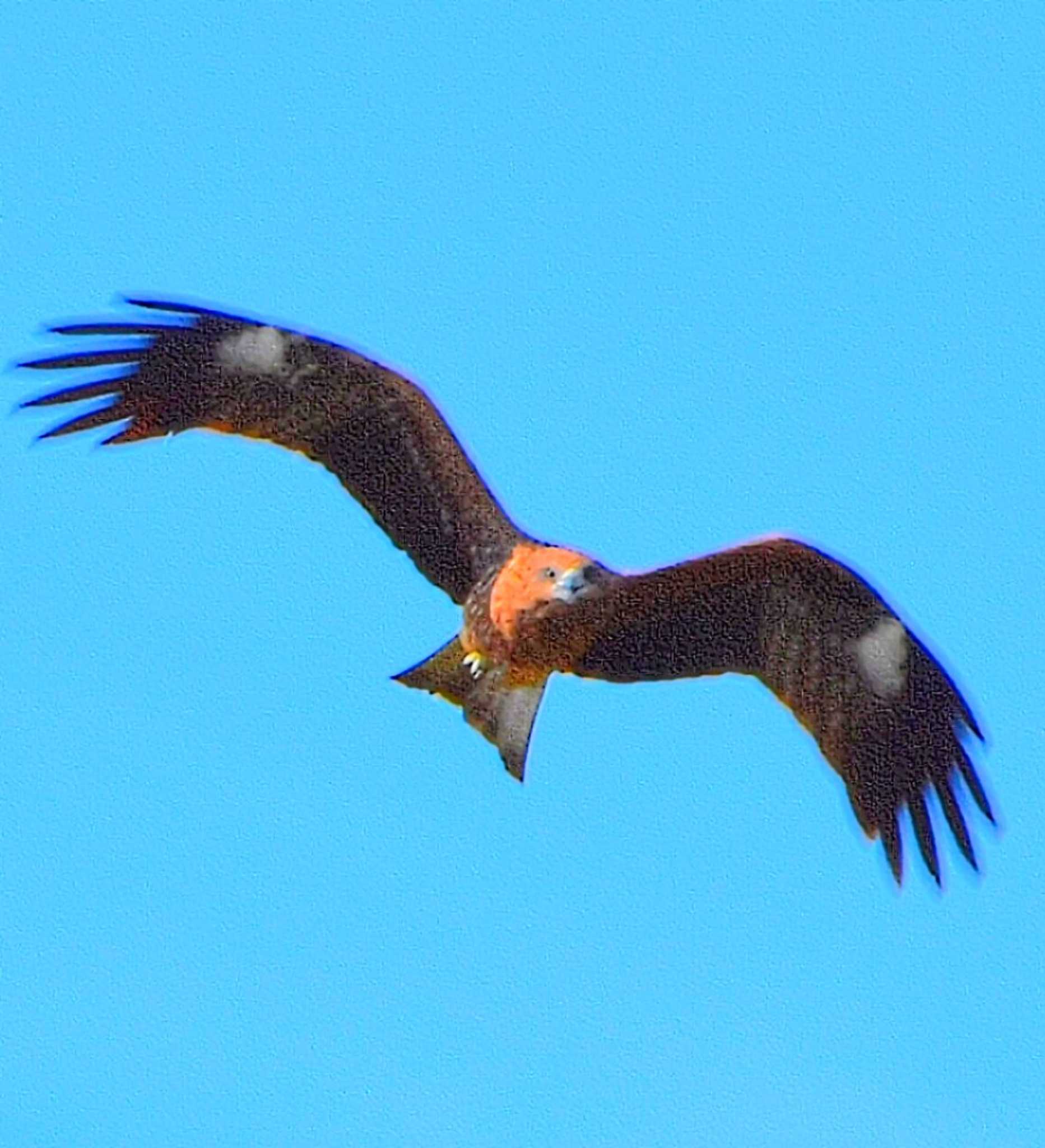 トビ目合い🦅