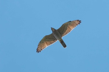 Grey-faced Buzzard 武山(神奈川県横須賀市) Tue, 9/26/2023