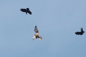 Eastern Buzzard 武山(神奈川県横須賀市) Tue, 9/26/2023