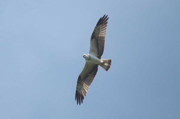 Osprey 武山(神奈川県横須賀市) Tue, 9/26/2023