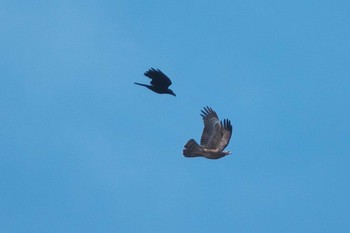 Crested Honey Buzzard 武山(神奈川県横須賀市) Tue, 9/26/2023