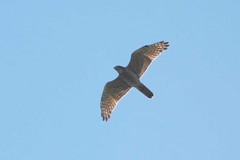 Grey-faced Buzzard 武山(神奈川県横須賀市) Tue, 9/26/2023