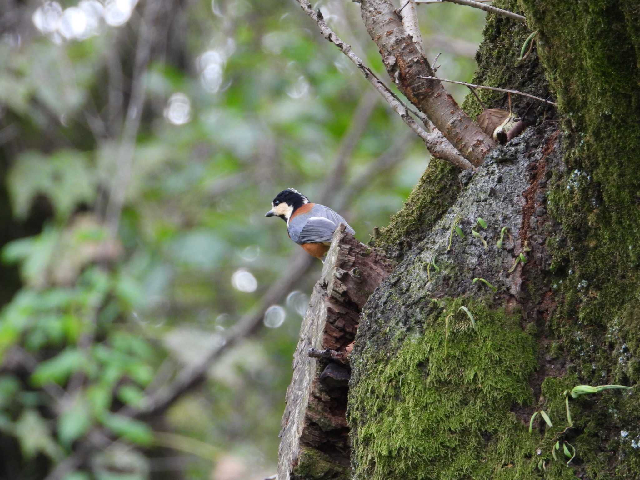 Varied Tit