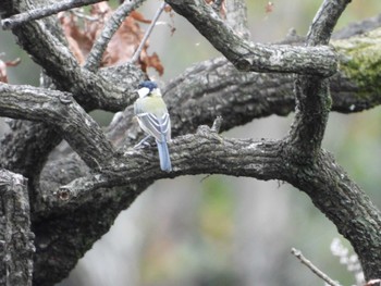 Tue, 9/26/2023 Birding report at 東京都立桜ヶ丘公園(聖蹟桜ヶ丘)
