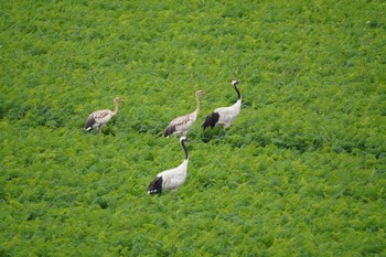 タンチョウ 北海道帯広市 2023年8月15日(火)