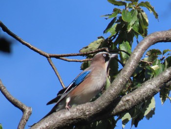 Eurasian Jay Mizumoto Park Tue, 9/26/2023