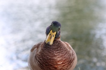 Mallard 大濠公園 Thu, 9/21/2023