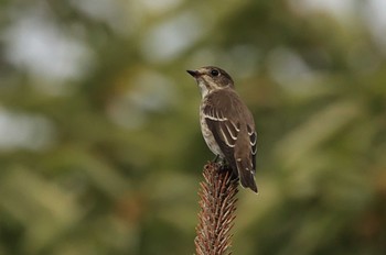 Grey-streaked Flycatcher 北海道 函館市 東山 Tue, 9/26/2023