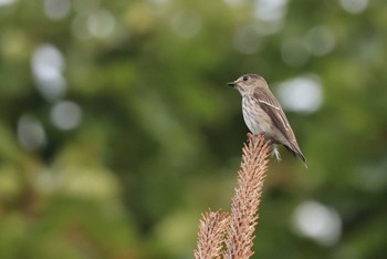 Grey-streaked Flycatcher 北海道 函館市 東山 Tue, 9/26/2023