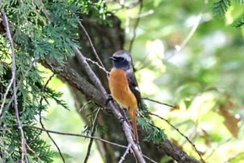 2023年9月25日(月) 長野県富士見町の野鳥観察記録