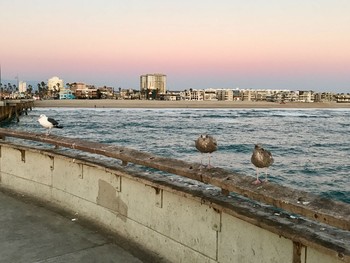 アメリカオオセグロカモメ  Santa monica,california,U.S.A 2017年2月24日(金)