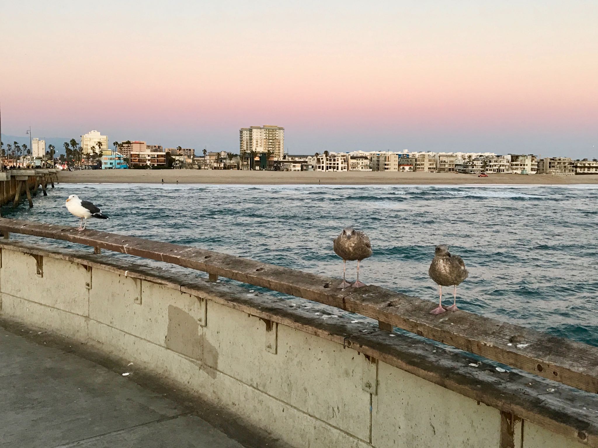  Santa monica,california,U.S.A アメリカオオセグロカモメの写真 by のどか