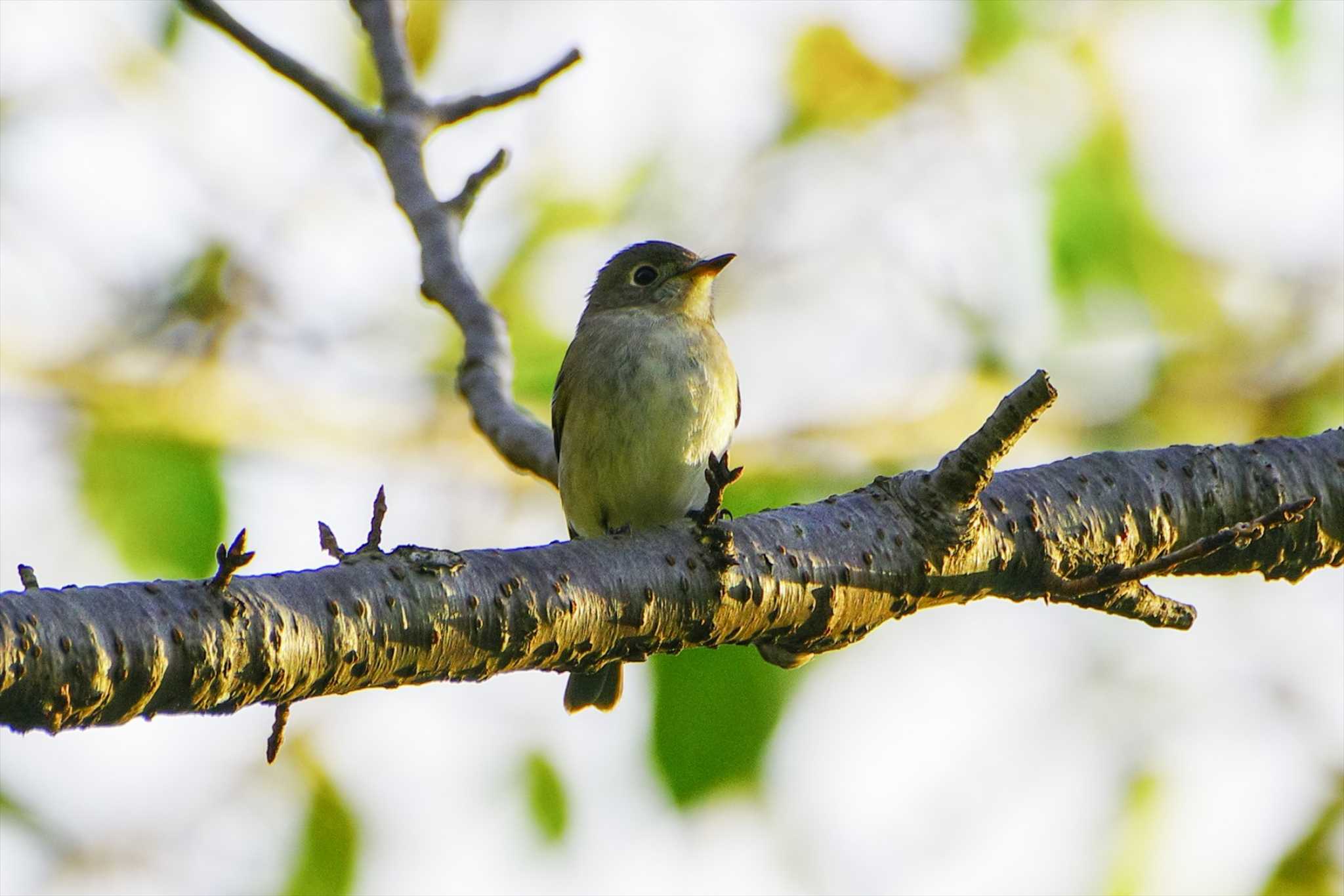 Photo of Asian Brown Flycatcher at 厚木つつじの丘公園 by BW11558