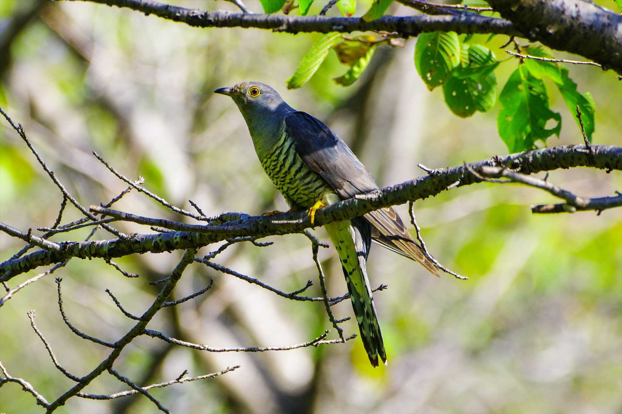 Oriental Cuckoo