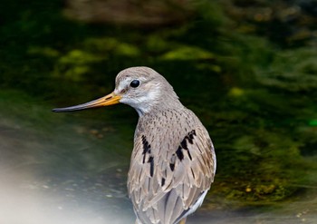 Terek Sandpiper 平磯海岸 Mon, 9/25/2023