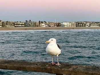 アメリカオオセグロカモメ  Santa monica,california,U.S.A 2017年2月24日(金)