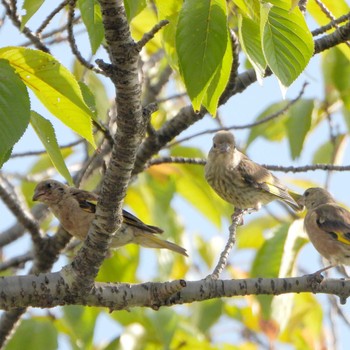 2023年9月25日(月) 伊佐沼の野鳥観察記録