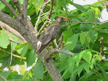 White-cheeked Starling 多摩川(浅川合流付近) Sat, 9/16/2023