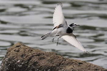 ハクセキレイ 東京港野鳥公園 2023年9月24日(日)