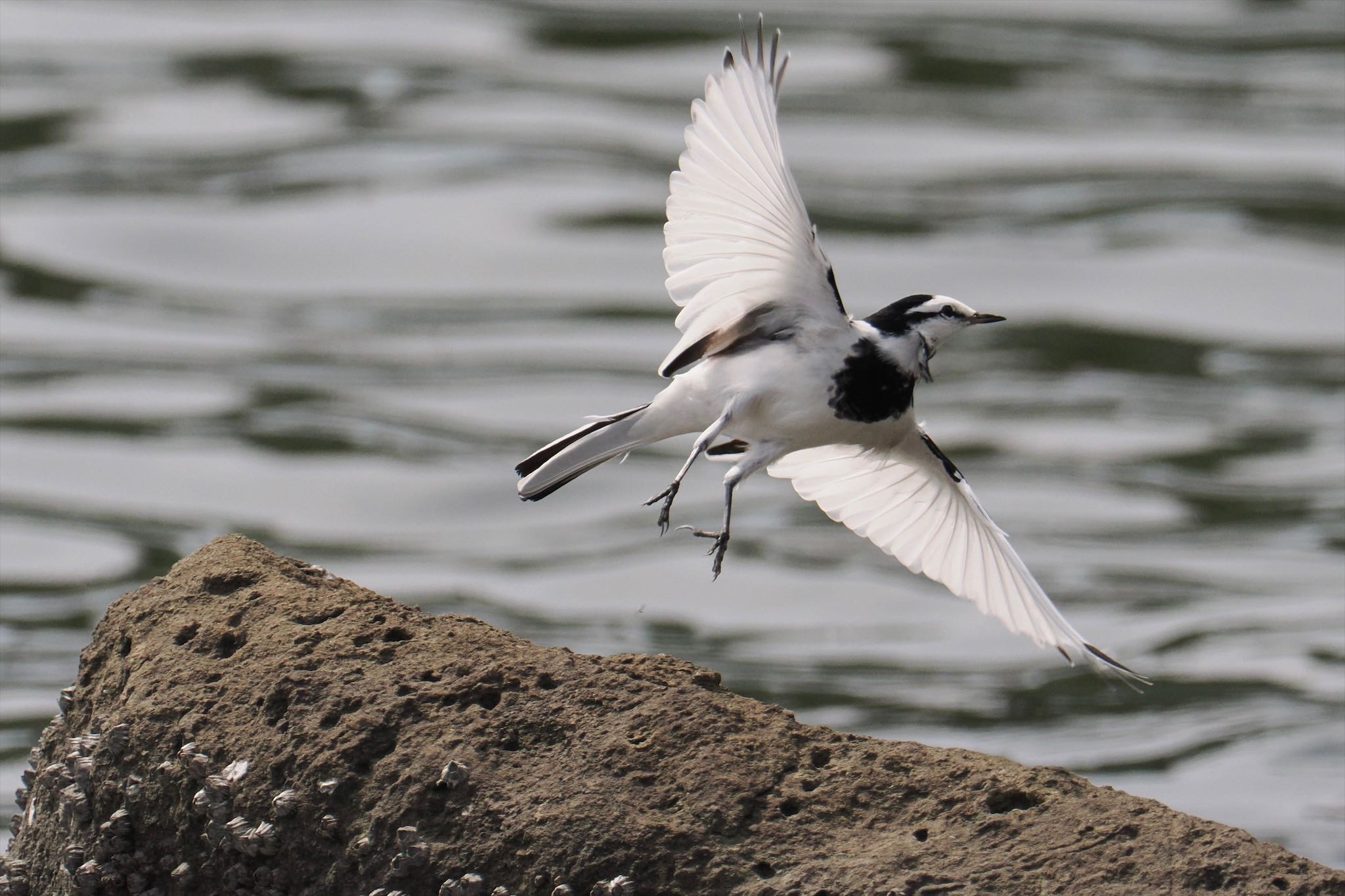 東京港野鳥公園 ハクセキレイの写真 by とりとり