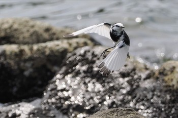 ハクセキレイ 東京港野鳥公園 2023年9月24日(日)