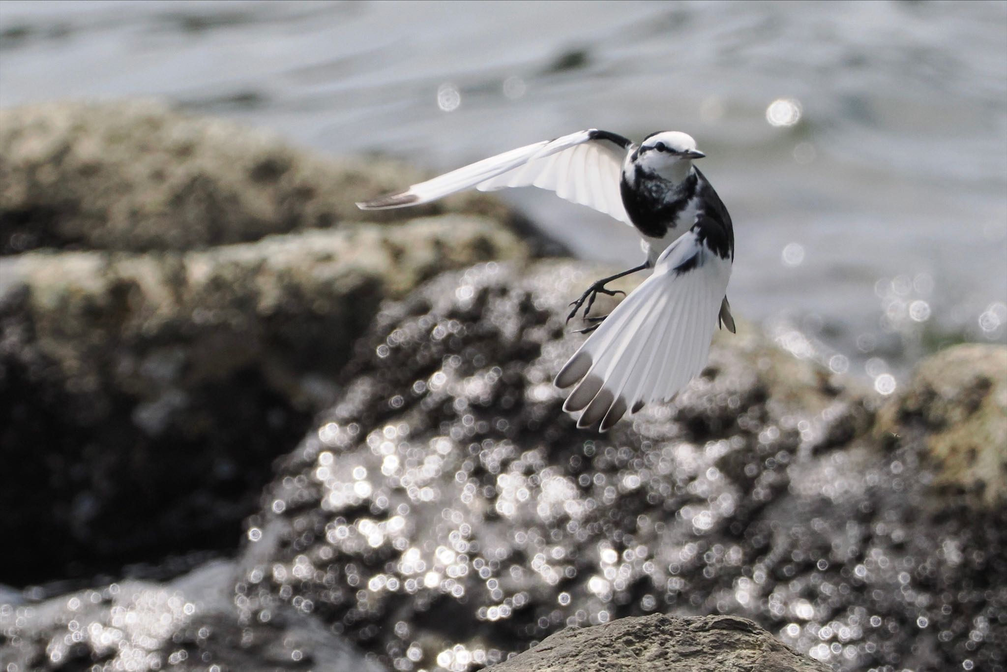 東京港野鳥公園 ハクセキレイの写真 by とりとり