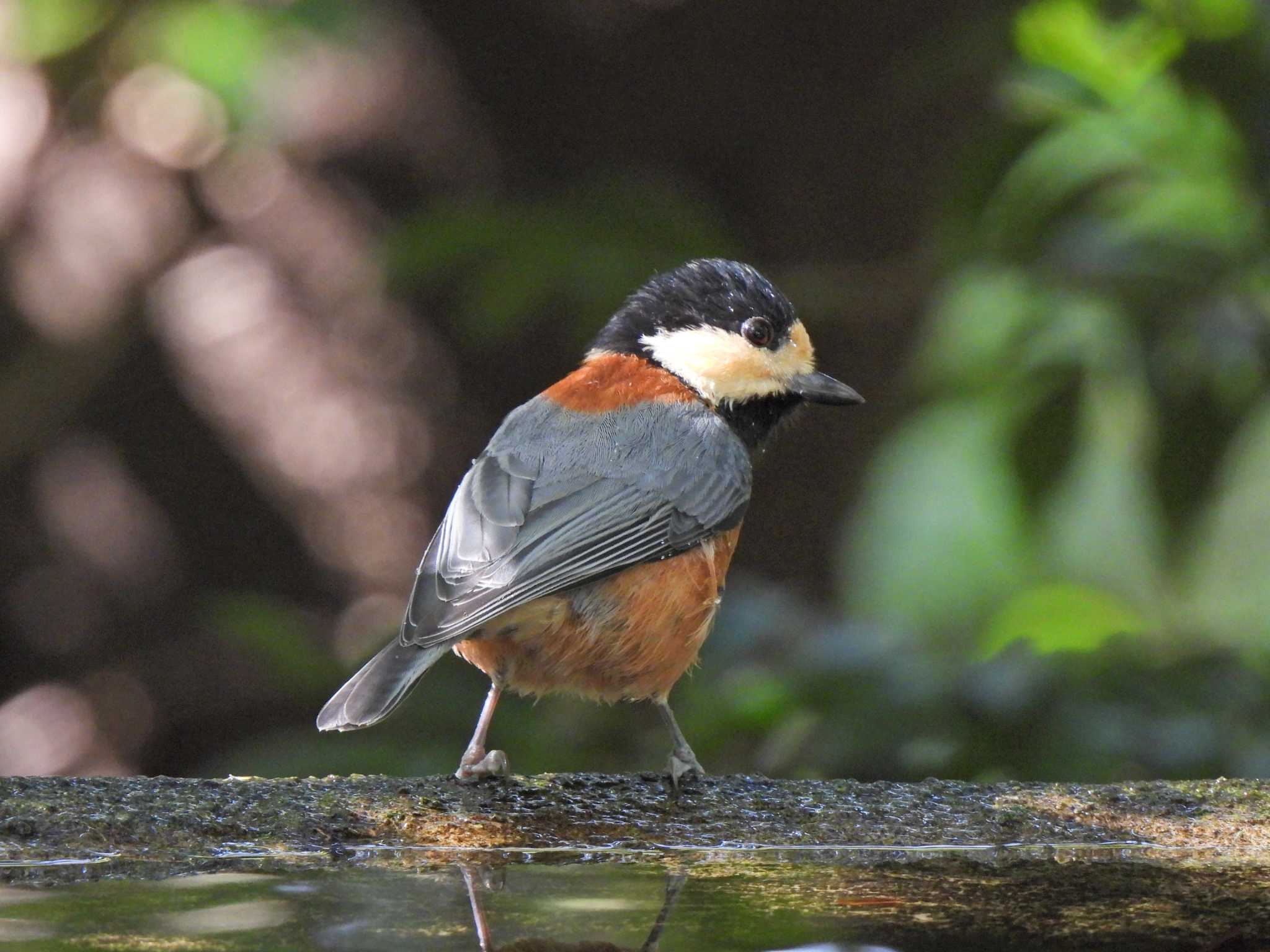 Varied Tit