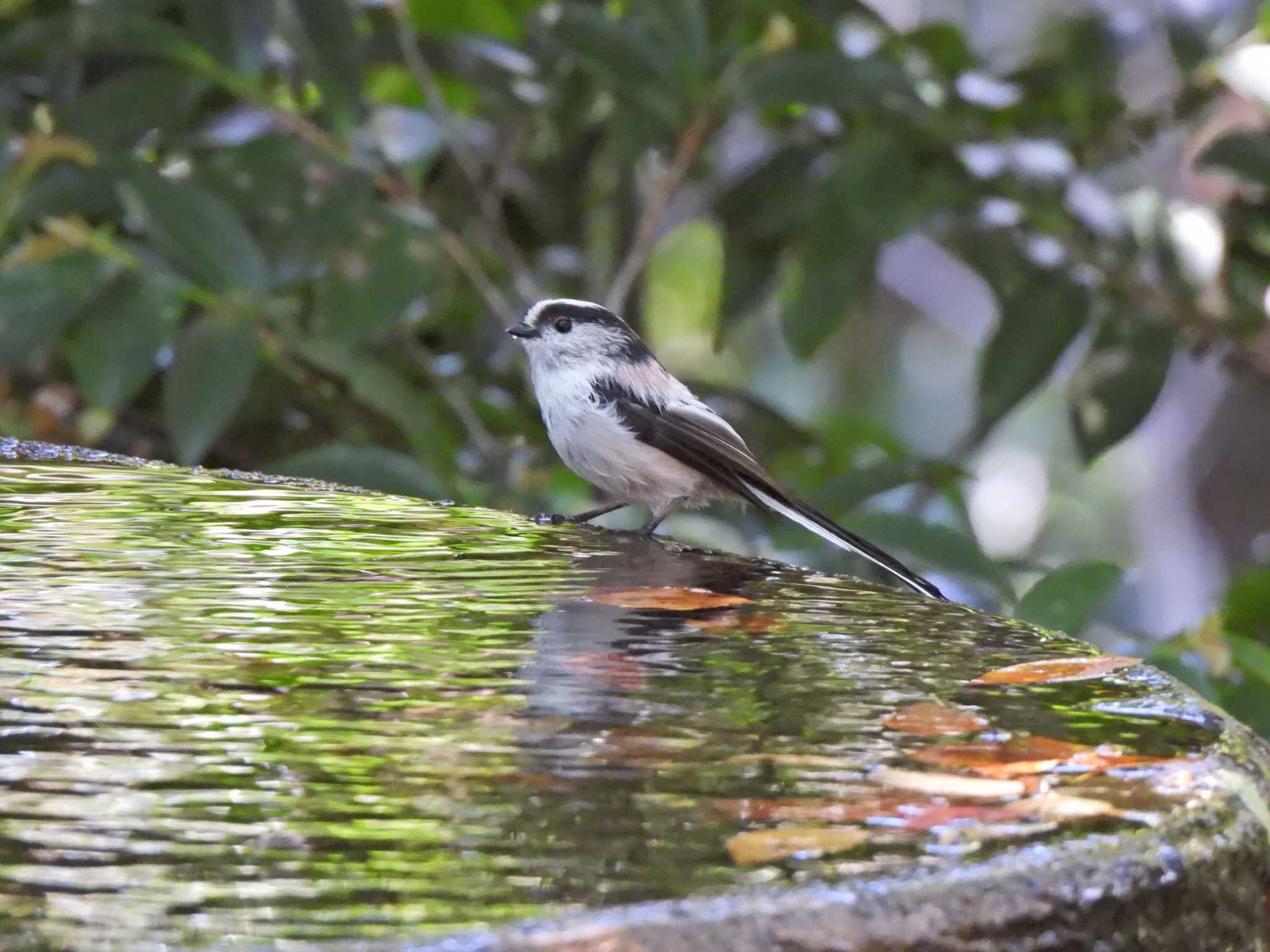 Long-tailed Tit