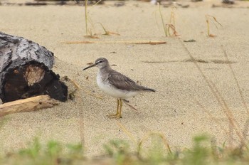 Grey-tailed Tattler Unknown Spots Mon, 9/10/2018