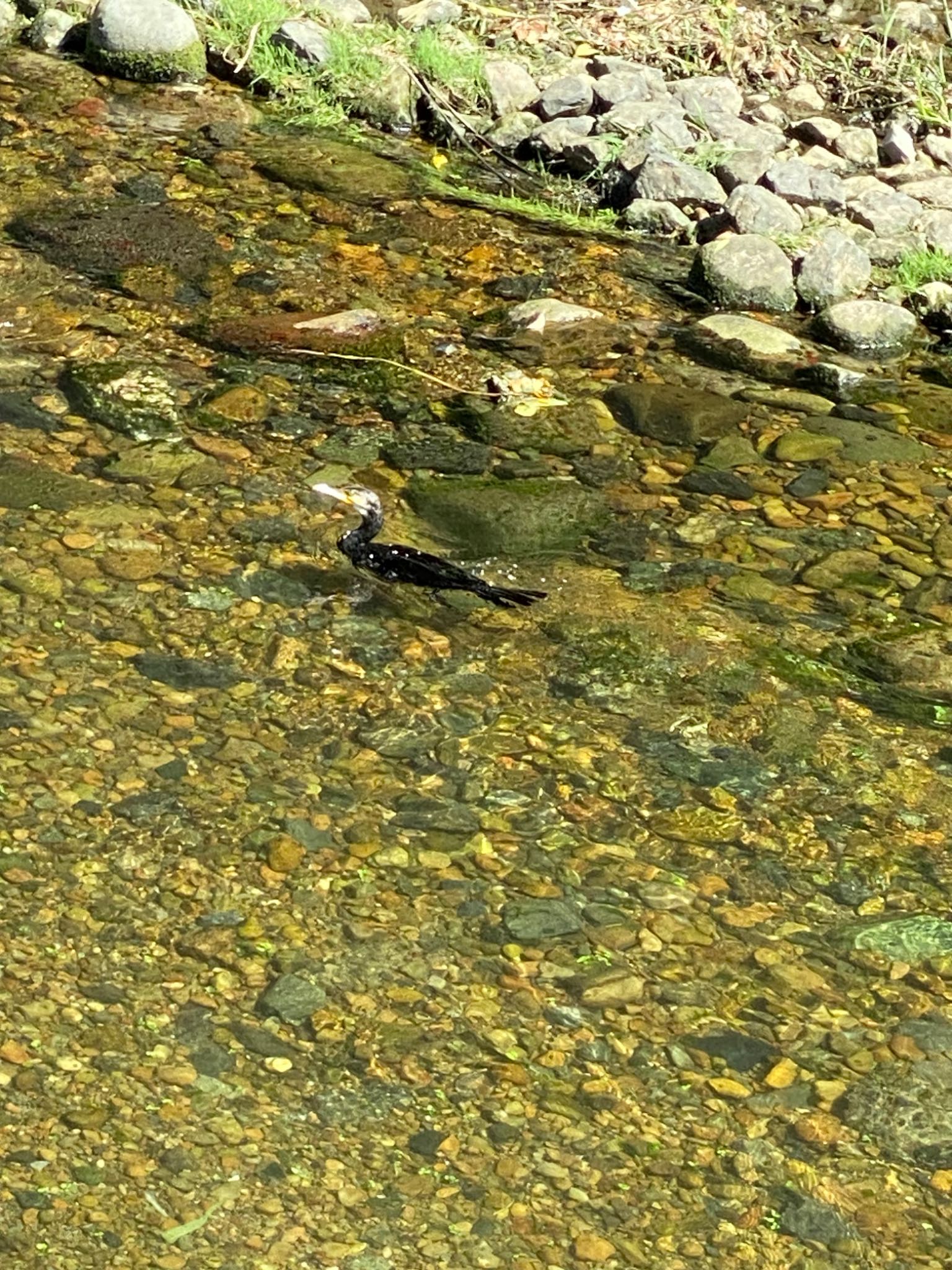 石神井川 カワウの写真 by 5150