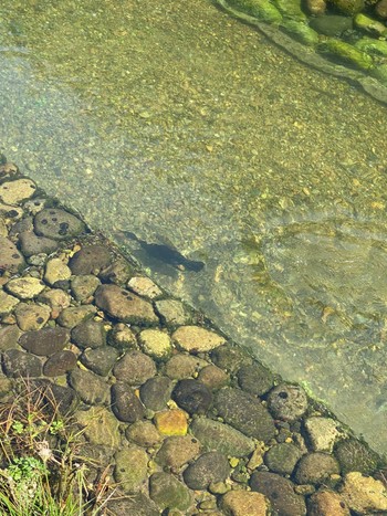 カワウ 石神井川 2023年7月2日(日)