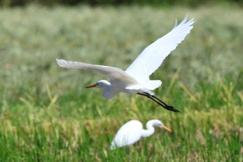 2023年9月24日(日) 加須市の野鳥観察記録