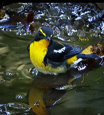 Narcissus Flycatcher Unknown Spots Unknown Date