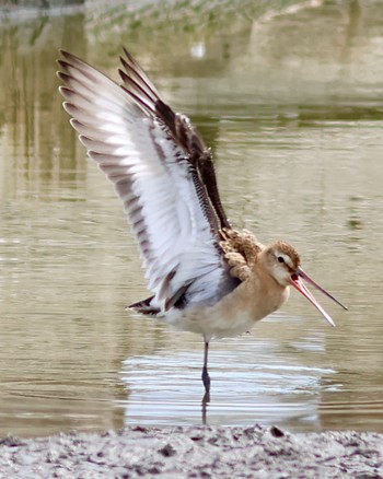 Black-tailed Godwit Isanuma Tue, 9/26/2023