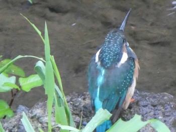 2018年9月15日(土) 恩田川(高瀬橋付近)の野鳥観察記録