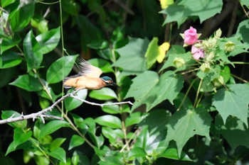 Common Kingfisher 源兵衛川 Sun, 9/24/2023