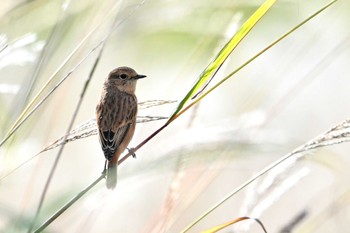 Amur Stonechat JGSDF Kita-Fuji Exercise Area Sun, 9/24/2023