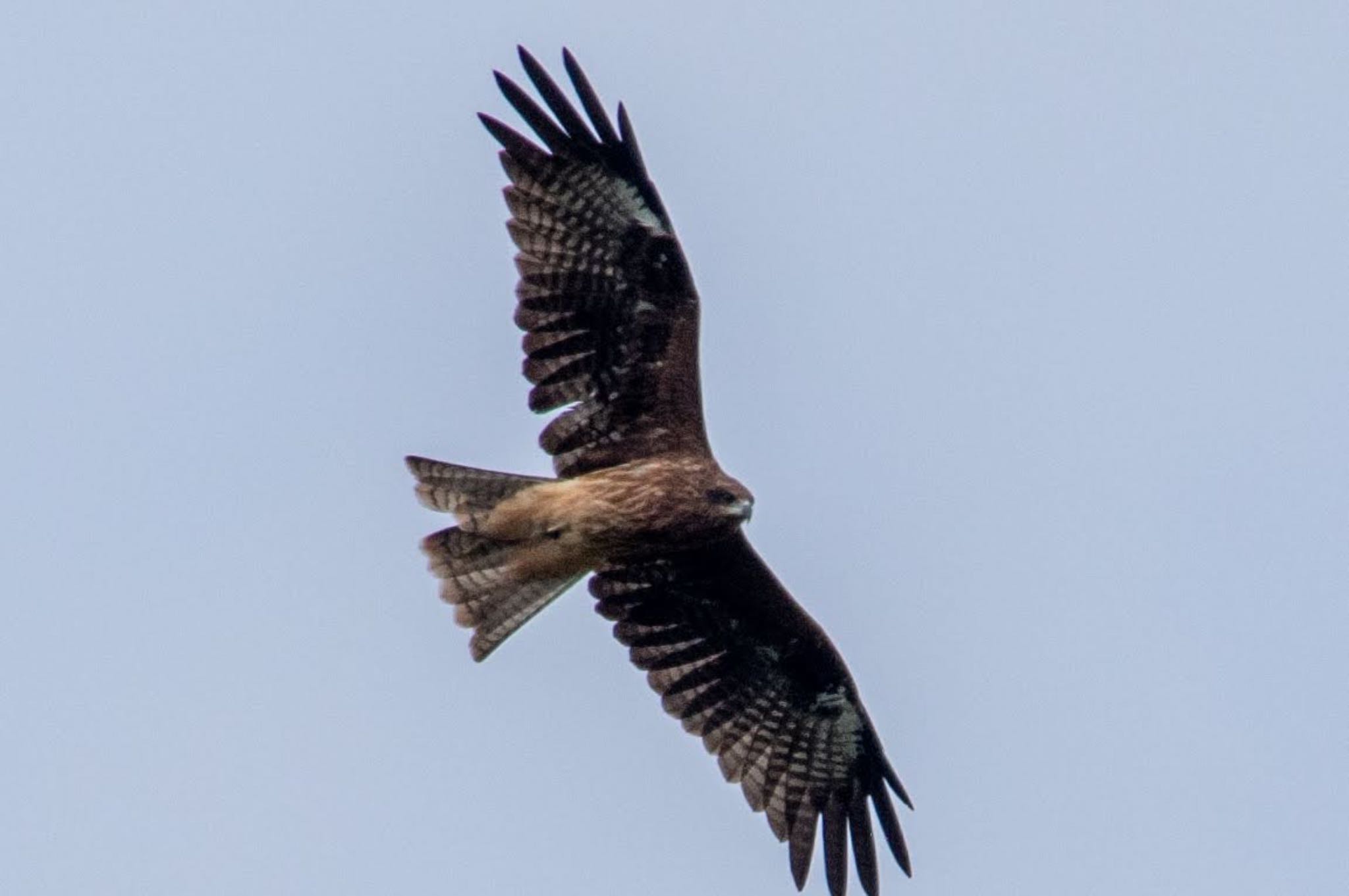 Photo of Black Kite at 米沢 by モズもず