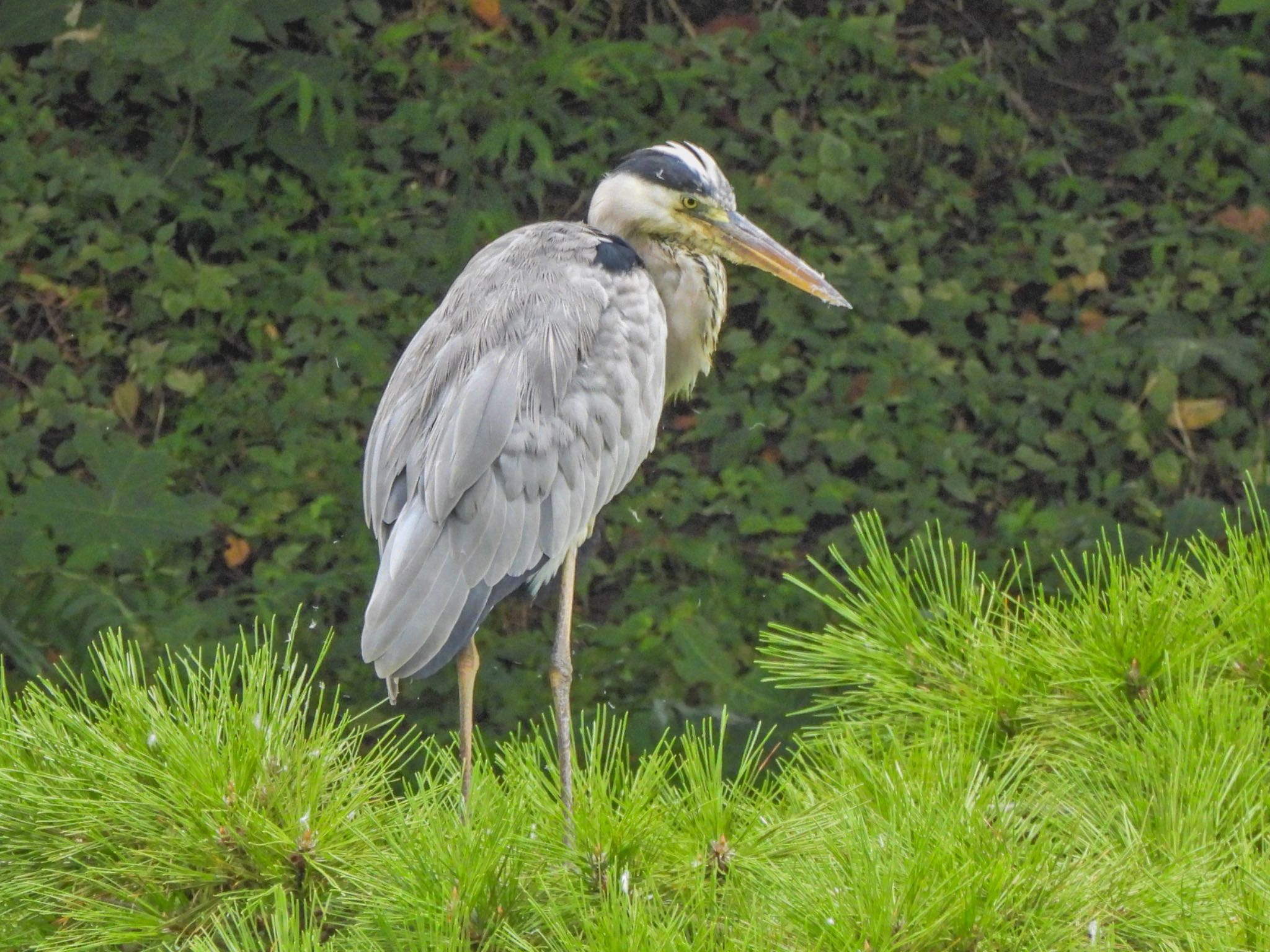 Grey Heron