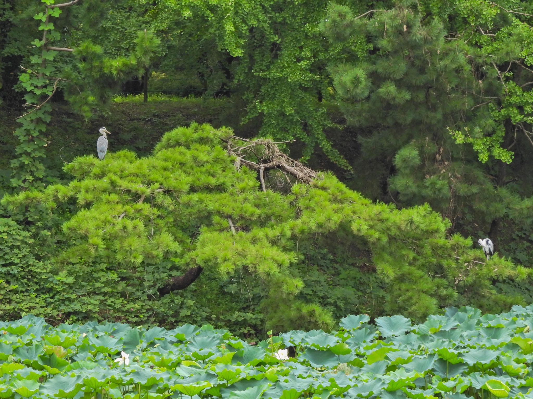 蓮に覆われたお濠の向こう松の枝に器用にとまるアオサギ by クロやん