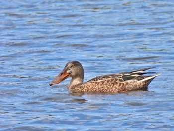 2023年9月24日(日) 谷津干潟自然観察センターの野鳥観察記録