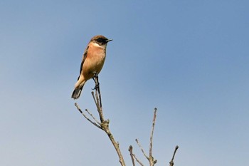 Amur Stonechat JGSDF Kita-Fuji Exercise Area Sun, 9/24/2023