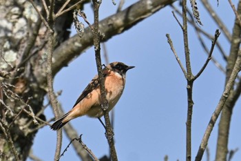 Amur Stonechat JGSDF Kita-Fuji Exercise Area Sun, 9/24/2023