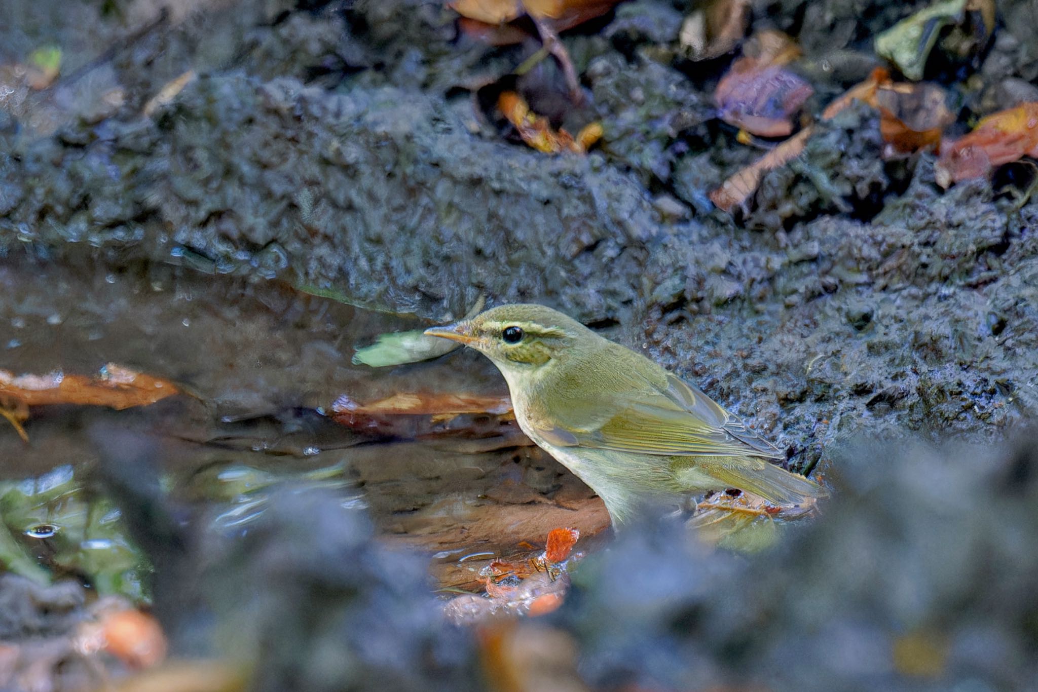 Japanese Leaf Warbler