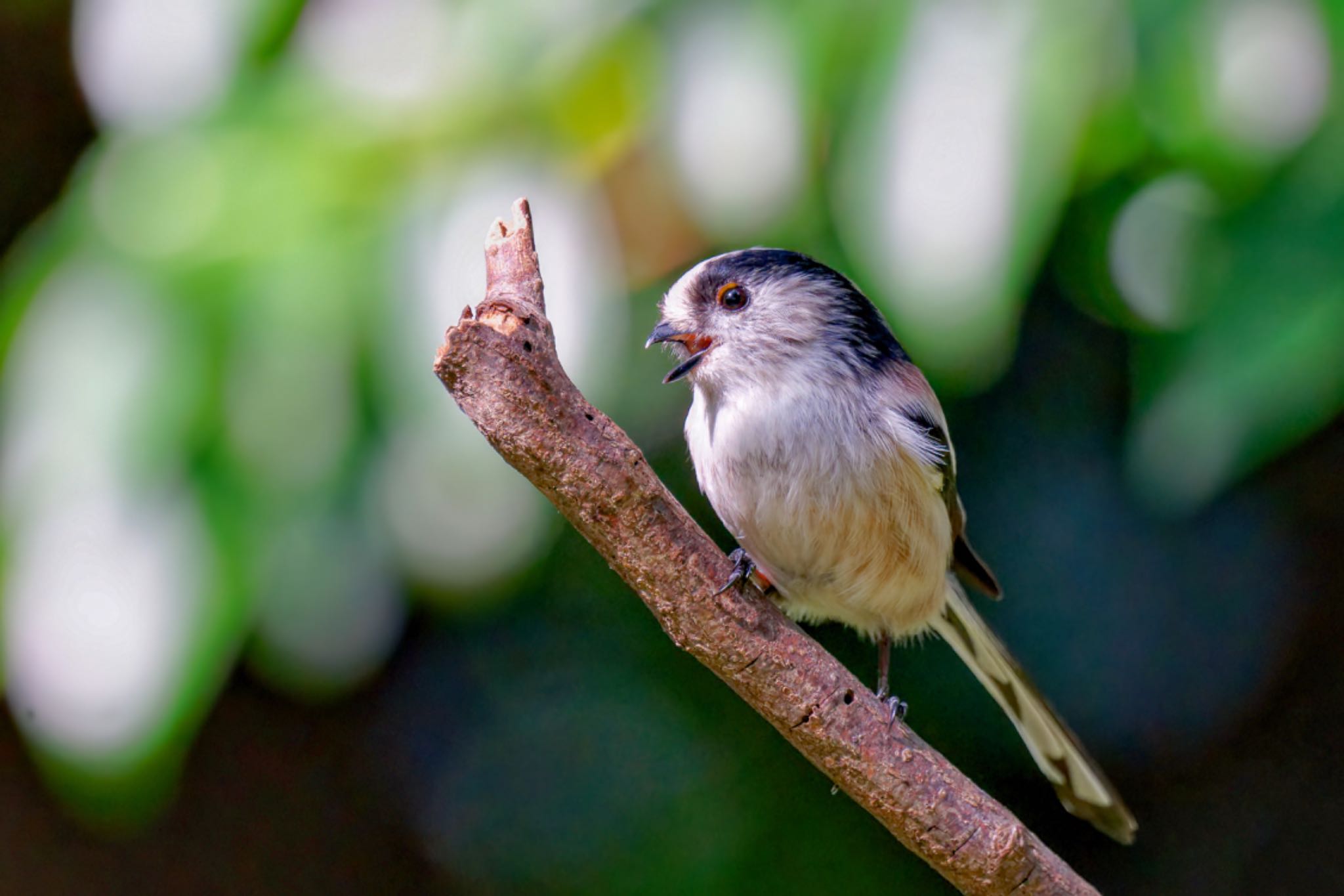 Long-tailed Tit